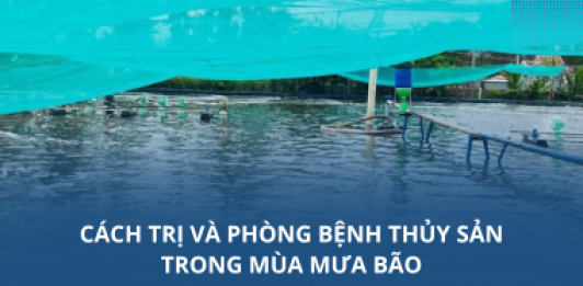 Cách trị và phòng bệnh thủy sản trong mùa mưa bão